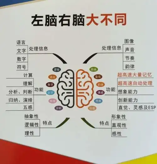 左脑右脑大不同