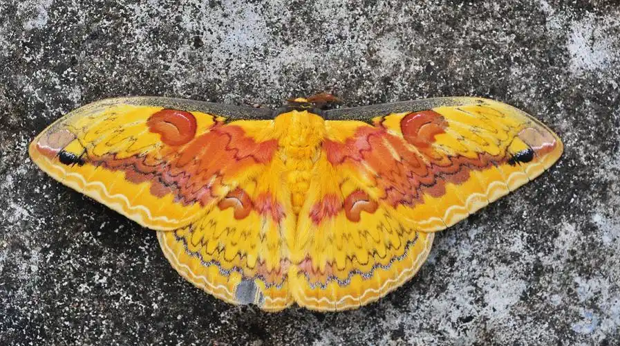 界,节肢动物门,昆虫纲,分布在福建,江西,河南,湖北,湖南,广东,海南