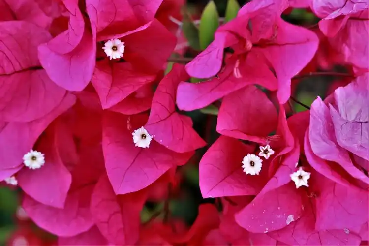 海南省花三角梅