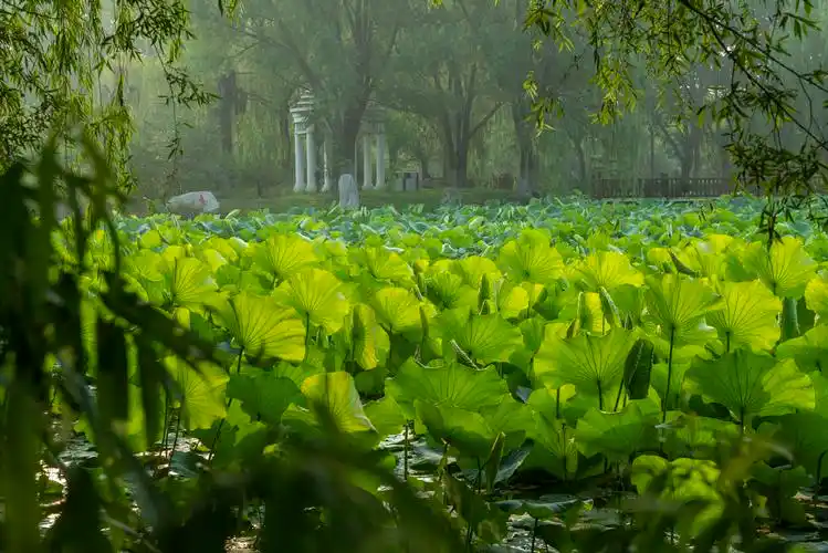 夏至游镜荷塘媚
