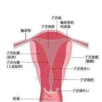 正常发育的子宫