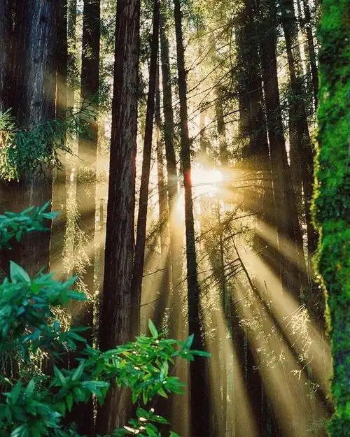 由加州海岸潜入晨间森林穿行在树木和光柱间photobycaitlinfullam