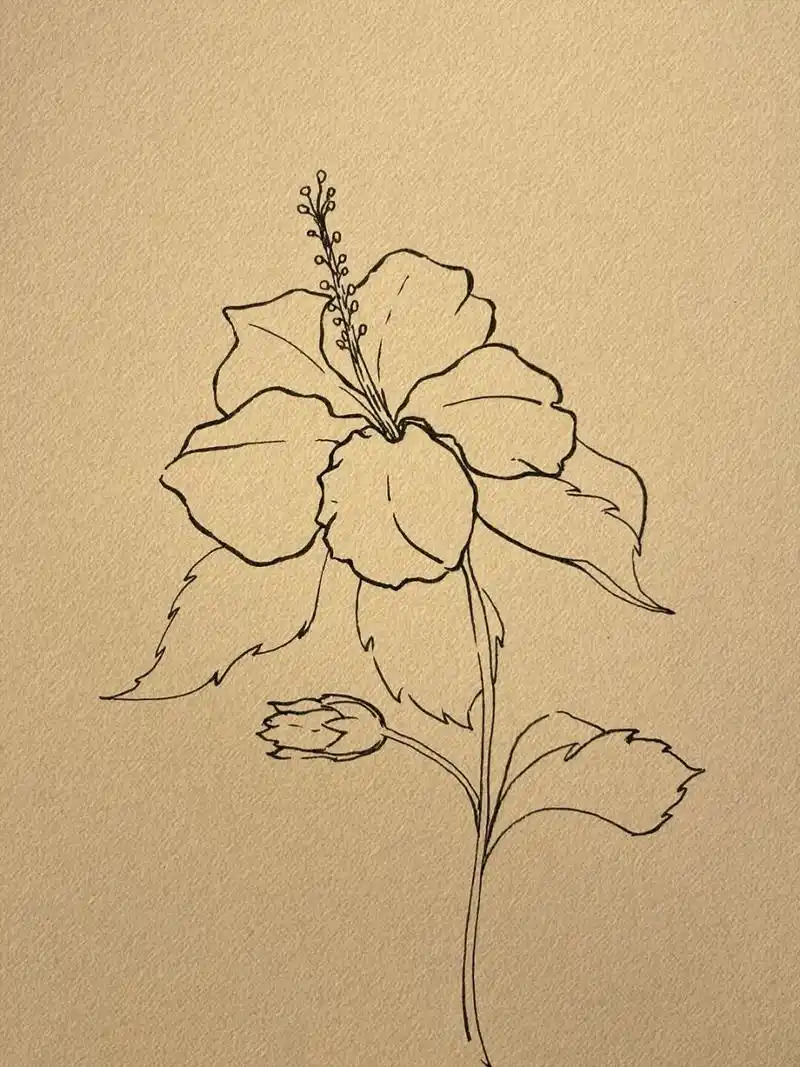 108 不用画线稿的简笔花卉78扶桑花96 一个人在世界上要真正快乐