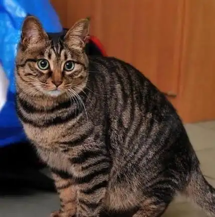 每日一读 猫咪品种 中国狸花猫