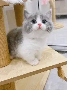 英短蓝白猫苏州