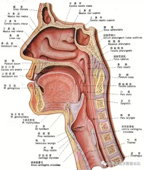 一,喉的位置:1,位
