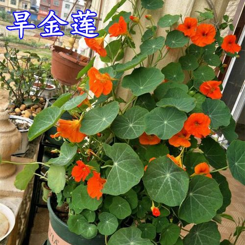 旱金莲种子旱荷花金莲花种子四季易种混色庭院垂吊爬藤盆栽花卉