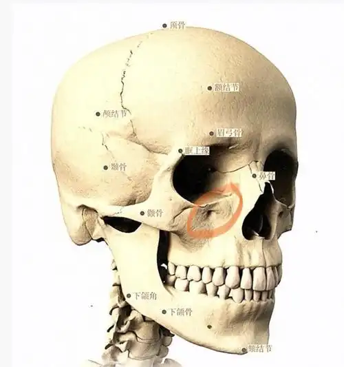 727更新突显骨相美的修容大法解剖图