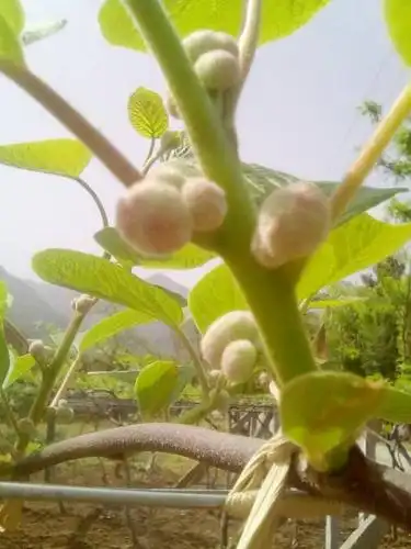 猕猴桃发芽开花