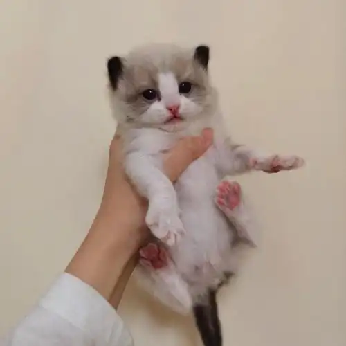 满月小布偶猫预订新家