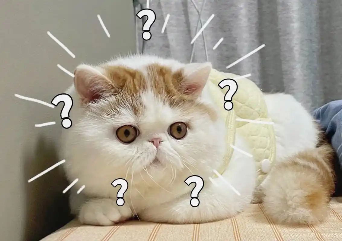 拿去用 别客气 都是自家猫#表情包暴发户 #可爱  #加菲宝 - 抖音