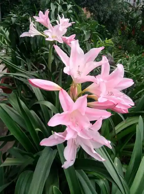 文殊兰进口盆栽花卉庭院种植佛教圣花文殊菩萨时令草本花卉