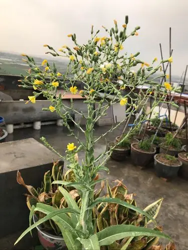 油麦菜开花了,留在今年年底的种子