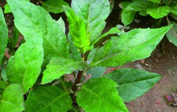 什么是土三七,生长环境是什么样