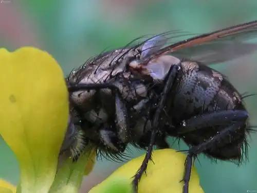 微距——好恶心的苍蝇