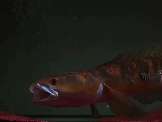 光头流氓之黑魔神雷龙鱼