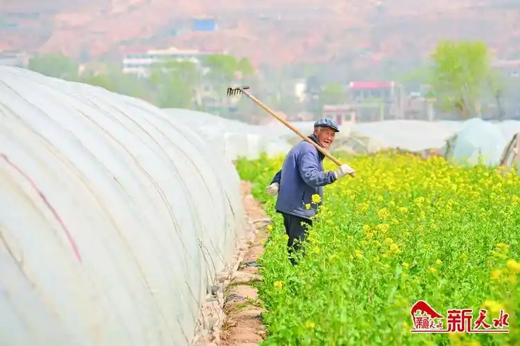 蔬菜大棚里的春天故事