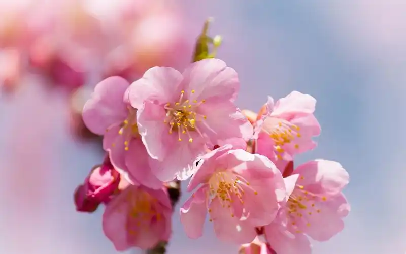 描述: 粉红整装待发-花卉照片高清壁纸 当前壁纸尺寸: 1920 x 1200