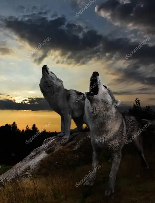 名称:两个狼的嗥叫对着日落