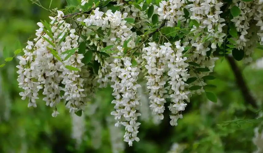 洋槐树,就是槐树.洋槐,也叫:刺槐,白刺槐,德国槐.