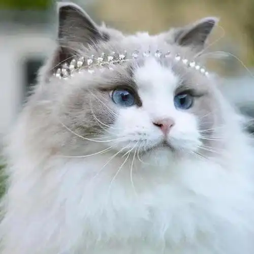 海兰双色布偶猫图片(中高白双色布偶猫图片)_阁子宠物网