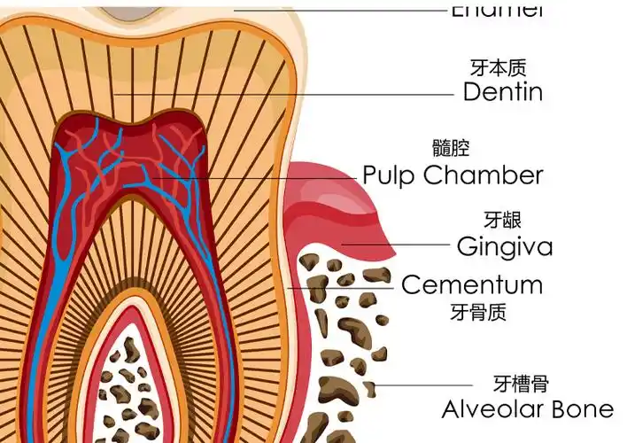牙齿医学解剖图挂画口腔科诊所装饰画牙科墙壁画牙办公室花卉牙齿a款