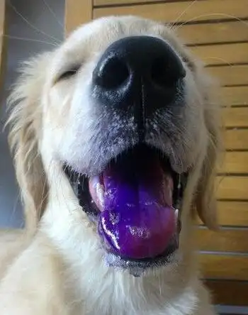 舌头发紫(示意图)一开始狗狗会张开口大口喘气,随着温度持续升高,狗狗