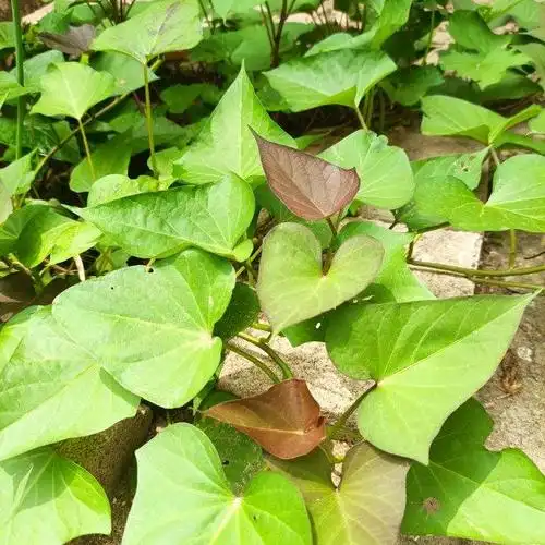 乌鸡蛋炒红薯叶,简单快手,鲜嫩下饭