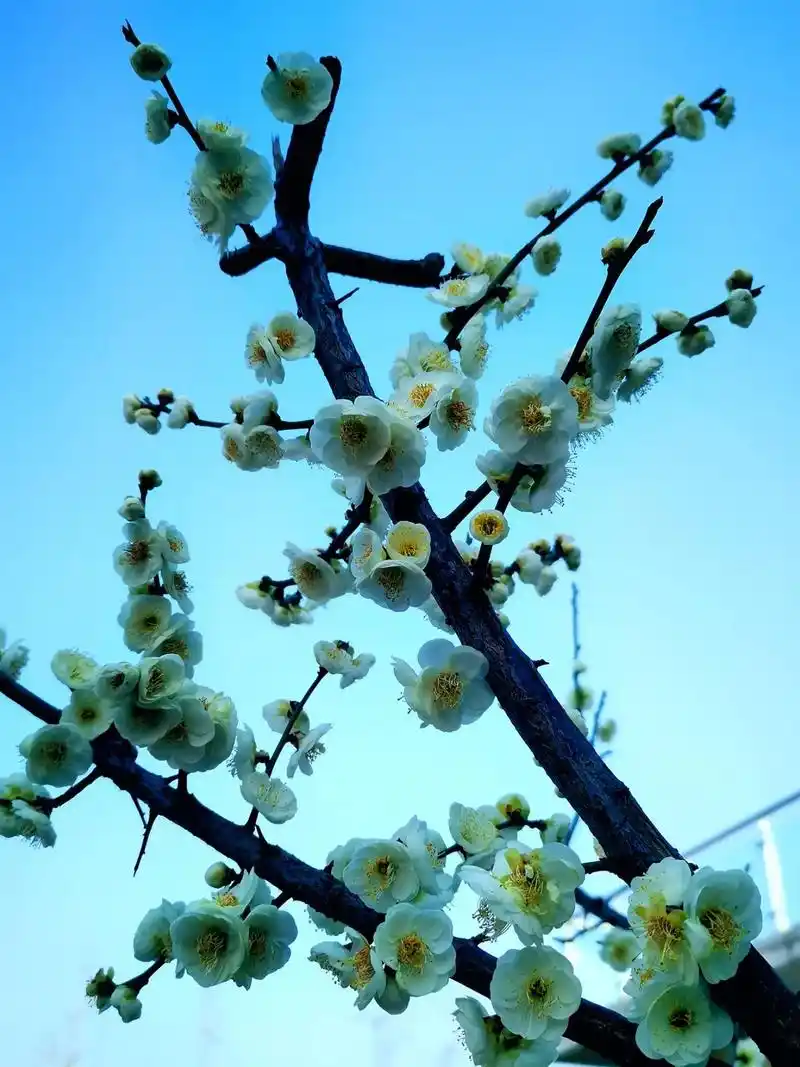 喻良能(宋)《绿萼梅》  白练铢衣翠袂斜,洗妆不着脸边霞.  - 抖音