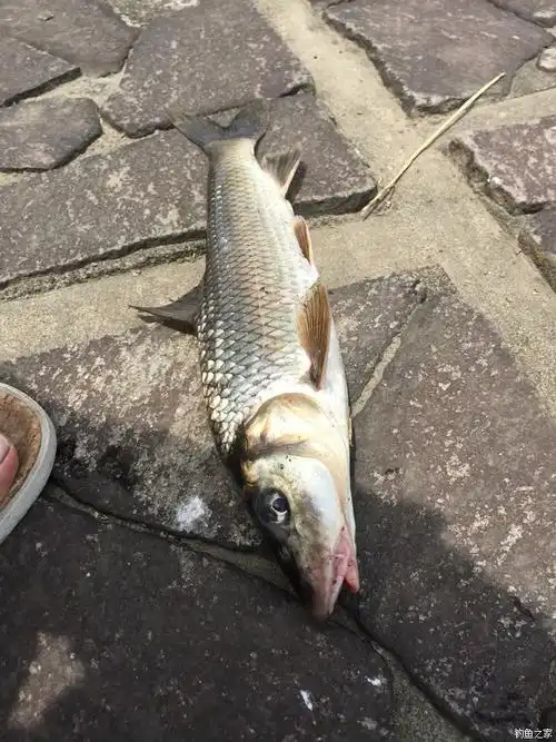 求解这什么鱼还带须子