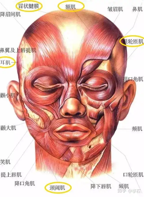 什么是smas筋膜层?位置在哪?有哪些抗衰效果?