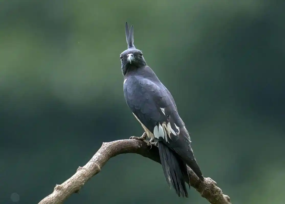 摄影打鸟|"骇客"黑冠鹃隼 黑冠鹃隼头顶黑色的长冠,身披黑色羽毛,间插
