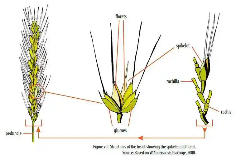 小麦的花器官—小穗(spikelets),每个小穗包括3-5,甚至是10个小花
