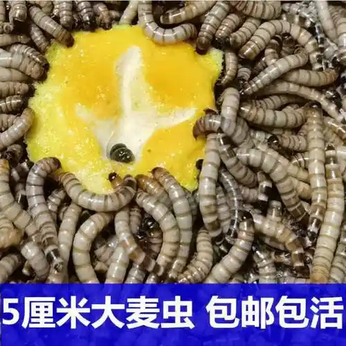 包邮大麦虫活体黄粉虫超级面包包虫钓鱼鸟食宠物爬虫