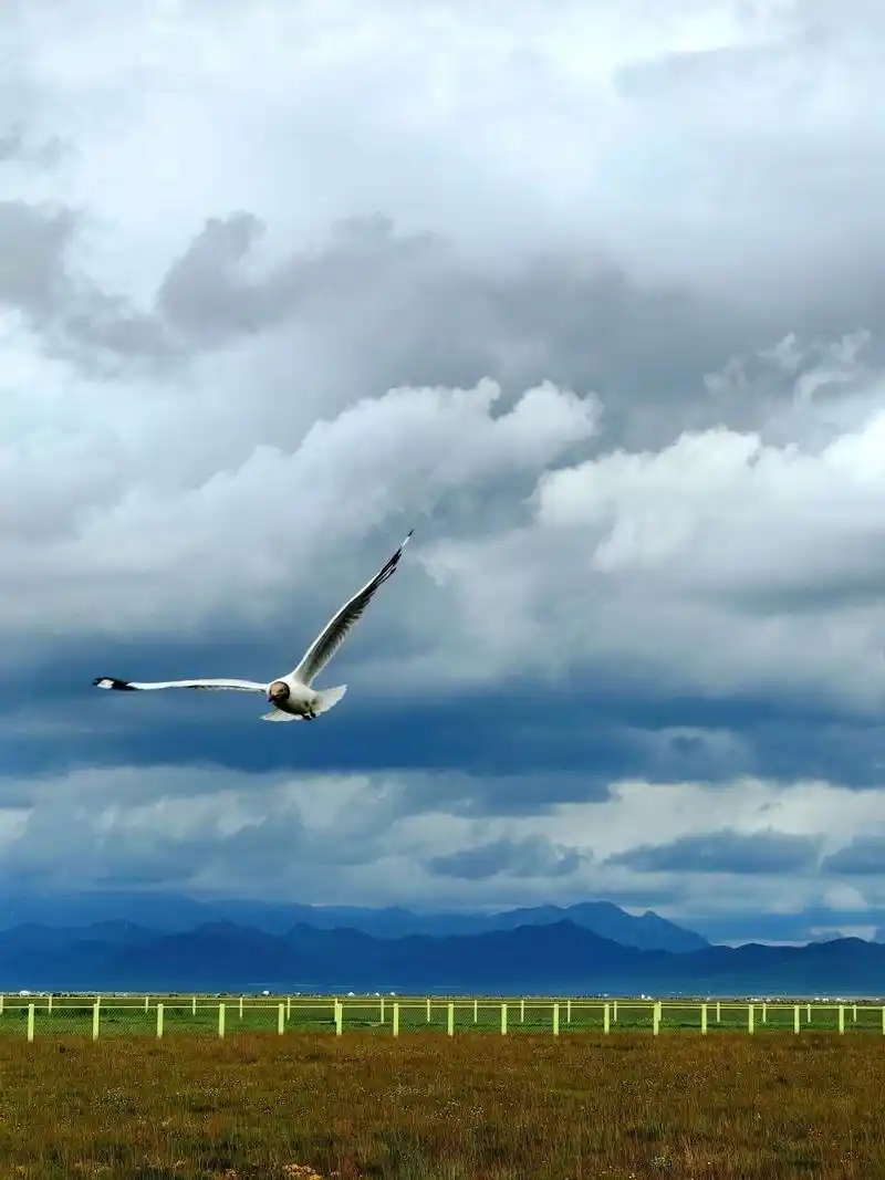 若尔盖花湖攻略9015(文末附9015) 90门票: 全票95110