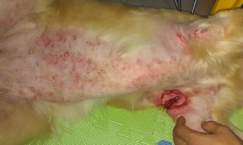 你好 请问你的狗狗当时出现洗澡之后就起红疙瘩,很痒