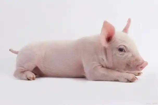 不过,这并不意味着它们永远保持可爱的小猪形象.