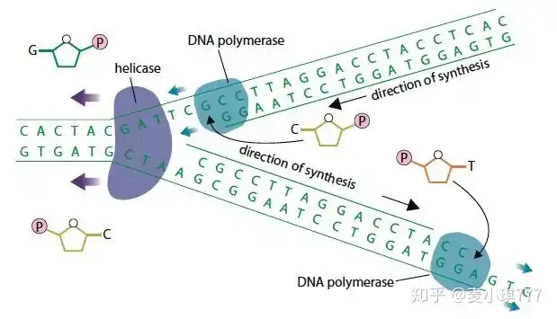 34semiconservativereplicationofdna