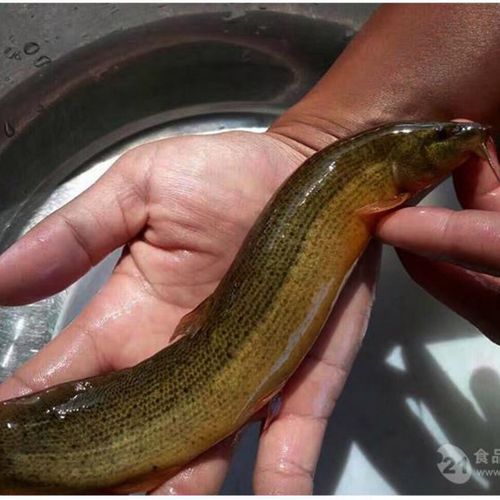 东北松花江野生开江大泥鳅 新鲜现捞速冻发货 野生大泥鳅 500g