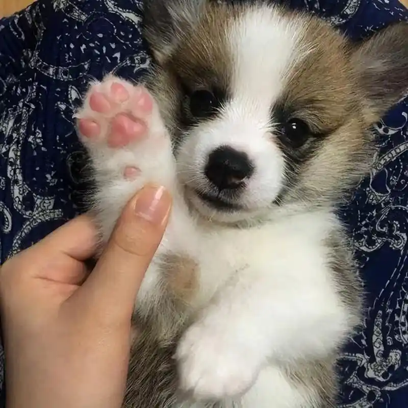 狗爪子隐藏了的秘密,养狗多年,你都未必了解