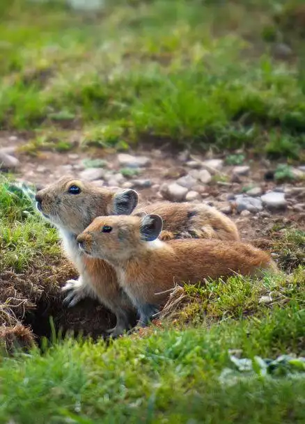 高原鼠兔(青藏高原特有的植食性哺乳动物)_尚可名片