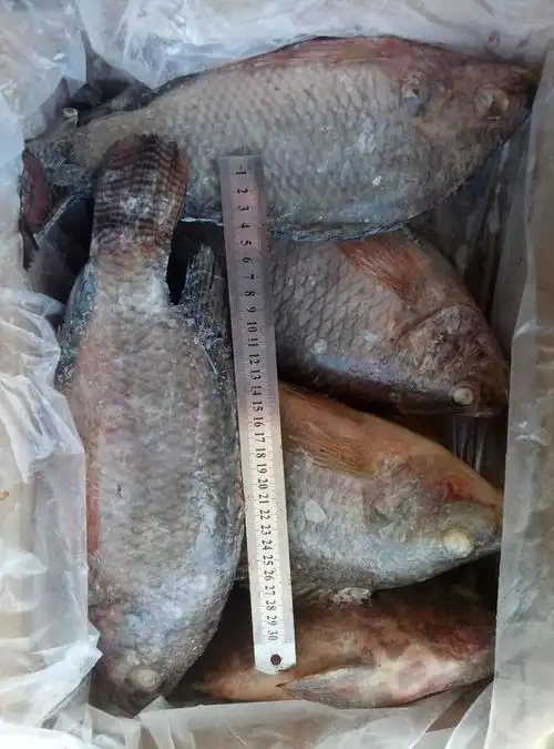 专业技术支持 (罗非鱼) 冷冻罗非鱼