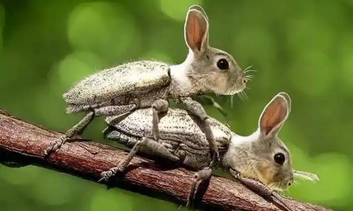 一组ps"杂交"动物照,见过一张算你厉害!