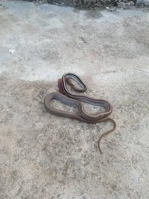 三角线蛇学名叫什么蛇