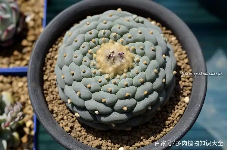 仙人球的品种就是多,五花八门根本看不完