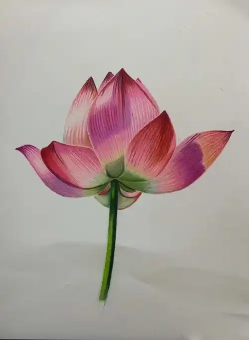 荷花彩铅步骤图