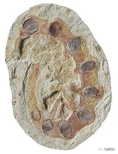 在这里,你将能跟随它们一起经历寒武纪生命大爆发,生物大灭绝的兴衰