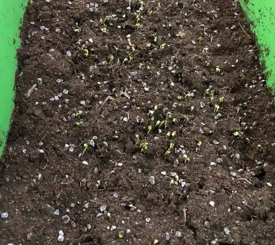 做好简单3步,长势旺,吃不停,好吃又省钱_种子_种植_时候