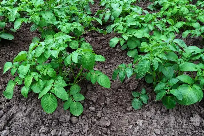 灌木丛中的土豆