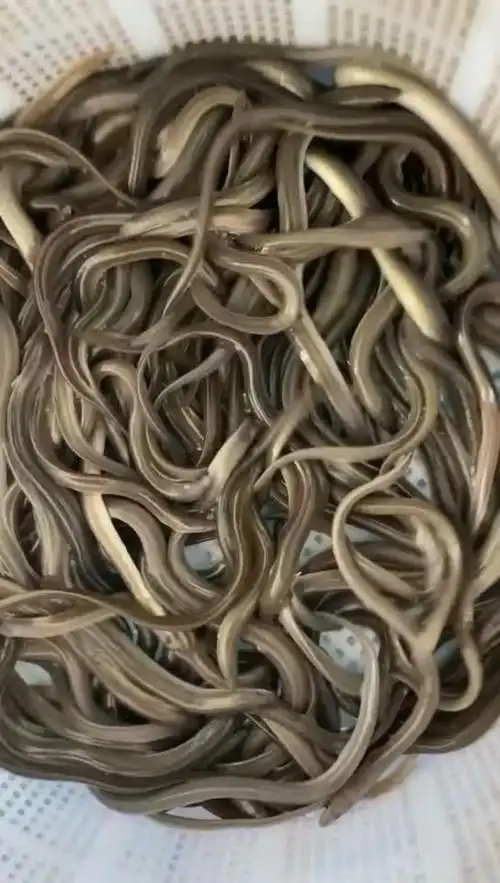 [鳗鱼苗批发]鳗鱼苗 日本鳗鲡 白鳝 花鳝鱼苗价格8.00元/个 - 一亩田